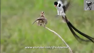 Beautiful PIN-TAILED WHYDAH Courtship Dance, Singapore