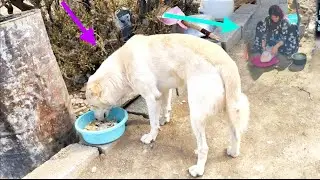 A lot of effort: magic cooks chicken for the dog #love for dogs