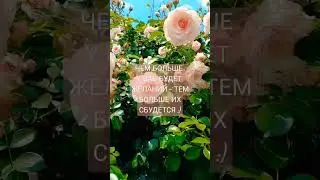 HAPPY ПОЛЬЗА 