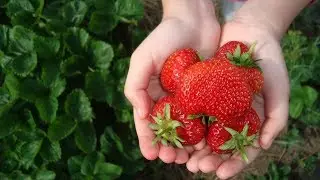 STRAWBERRY PEGASUS VARIETY DESCRIPTION, TASTING