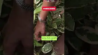 VARIEGATED జామ మొక్క IN NURSERY MELA #shorts #gardening #nurserymela2024