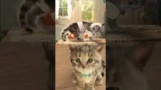 ADVENTURE  LITTLE KITTEN 😻 GAMES IOS 😻  