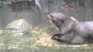 Zoo visit - Common Otter