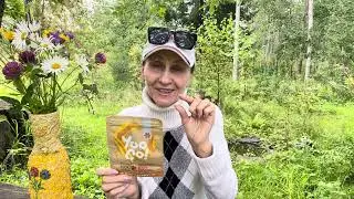 Пустые баночки Siberian Wellness 1/2024