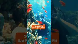 Экскурсия «Шарм Дискавери» 🪸