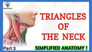 Triangles Of Neck Anatomy | Topography of Neck | Neck Muscles Anatomy | Part 3