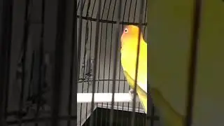 lovebird mancing  burung lain