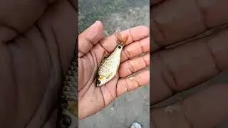 pothiya machhli || sundar bihar