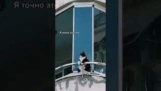 кот кот кот!?