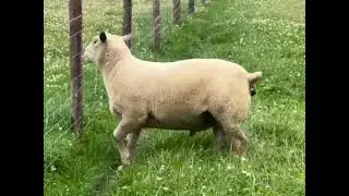 2020 CHAROLAIS RAM