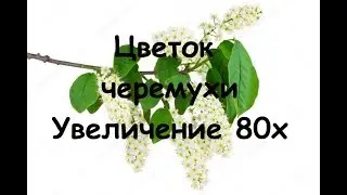 Цветок черемухи | Macro | Увеличение 80х