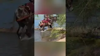 Equine Trails Sports - Running I Ranch Mule Power