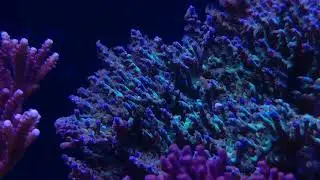 ORA Chips Acro - Waving polyps