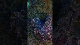 Neon Octopus 