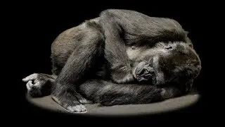 monkey video