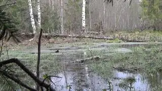 Весенняя охота