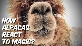 How Alpacas React To Magic