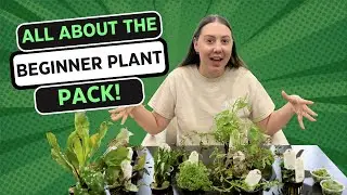 Beginner Plant Pack!