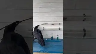 #animal #raven #ravenbird #воронгоша #birds #commonraven #crow #animals