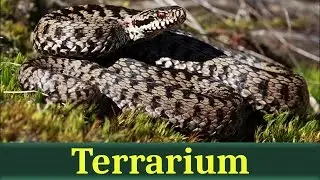 Обыкновенная гадюка (лат. Vipera berus)
