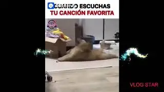 Tu cansion favorite🤣🤣