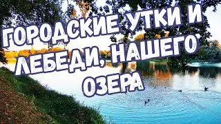 Городские утки и лебеди, нашего озера.