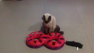 Мой любимый котик Сэм играет игрушкой