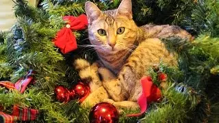 Christmas Kitty
