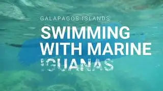 Swimming with Marine Iguanas | Galápagos Islands 🇪🇨