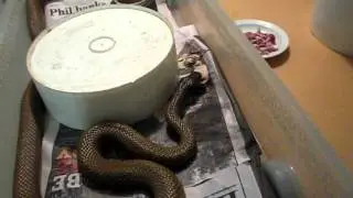 Inland Taipan Feeding