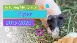 My Beloved Skinny Pig Piper Has Passed Away