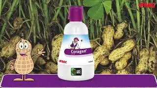 Coragen® in Groundnut (Tamil) | FMC