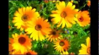 ХОРОШЕЕ    НАСТРОЕНИЕ   - позитивчик ..