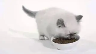 Roal Canin - лучшее для роста Вашего котенка