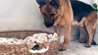 Adorable German Shepherd Reacts to Tiny Kittens [Cuteness Overload]
