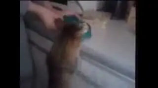 кот хочет кушать