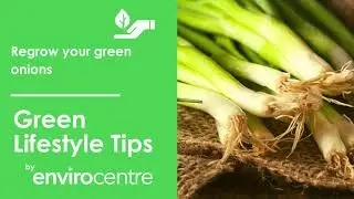 Re-grow Your Green Onions - EnviroCentre