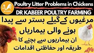 Poultry Litter Problems in Poultry Farming| कुक्कुट पालन में बिस्तर गीला करने की समस्या |Dr Kabeer