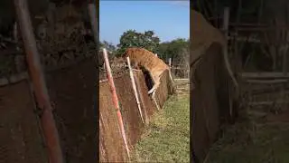Теперь Вы знаете на что способна Корова 😅