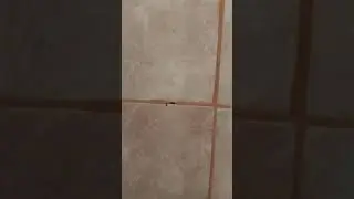 Муравьи