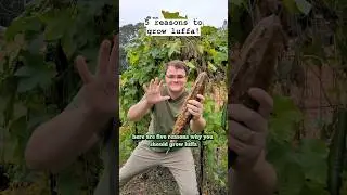 5 Reasons To Grow Luffa! 