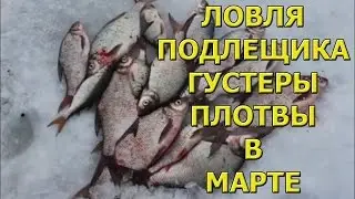 Ловля подлещика, густеры, плотвы в марте. 2 марта р.Уса, правый приток Волги.