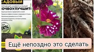 Храню георгины только так