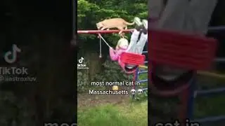 Ohio cat💀