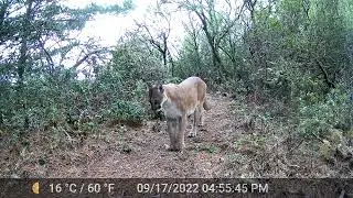 Puma Stroll