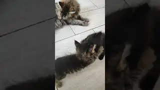 Моя мама !  Нет моя !