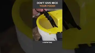 Hacks to Control Mice In and Around Your Home