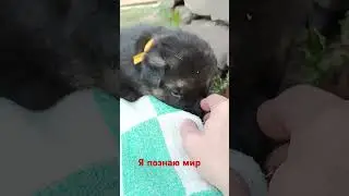 Знакомимся с окружающим миром