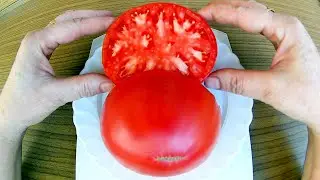 Monkey Ass. Томат - Задница обезьяны