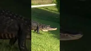 Alligators at Sweetwater Wetlands in Gainesville Florida